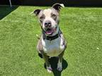 Adopt TWILIGHT a Gray/Blue/Silver/Salt & Pepper Pit Bull Terrier / Mixed dog in