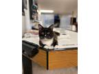 Adopt Tucker a Black & White or Tuxedo Domestic Shorthair (short coat) cat in