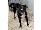 Adopt Stormy a Labrador Retriever / Pit Bull Terrier / Mixed dog in