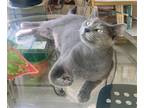 Adopt JOSIE - Offered by Owner - Young Female a Gray or Blue Russian Blue /