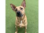 Adopt Bella - ATL a Tan/Yellow/Fawn Mixed Breed (Large) / Mixed dog in New York