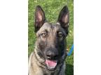 Adopt Henley a Brown/Chocolate Belgian Malinois / Mixed dog in Wenatchee