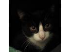 Adopt Wheat a All Black Domestic Shorthair / Mixed cat in Watertown