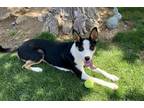 Adopt Alvin a Black - with White Border Collie / Australian Cattle Dog / Mixed