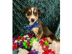 Adopt Bud a Rat Terrier / Mixed dog in Decatur, IN (39051138)