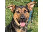 Adopt Hannah a Black Shepherd (Unknown Type) / Mixed dog in Wenatchee