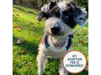 Adopt Talulla - In Foster a Poodle (Miniature) / Mixed dog in Birdsboro