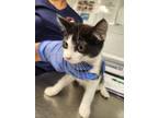 Adopt Luigi a Domestic Shorthair / Mixed cat in Birdsboro, PA (39055470)