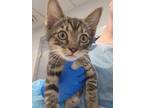 Adopt Sir Mix A Lot a Domestic Shorthair / Mixed cat in Birdsboro, PA (39055465)
