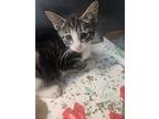 Adopt Sir Trix A Lot a Domestic Shorthair / Mixed cat in Birdsboro
