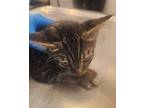 Adopt Sir Fix A Lot a Domestic Shorthair / Mixed cat in Birdsboro, PA (39055463)