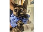 Adopt Tunabreath a Domestic Shorthair / Mixed cat in Birdsboro, PA (39055460)