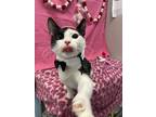 Adopt Mac + Jac a Domestic Shorthair / Mixed cat in Oakland, NJ (39055457)