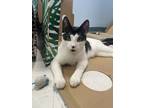 Adopt Jac + Mac a Domestic Shorthair / Mixed cat in Oakland, NJ (39055456)