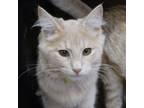 Adopt Bran a Domestic Shorthair / Mixed (short coat) cat in Fayetteville