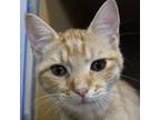 Adopt Sansa a Domestic Shorthair / Mixed (short coat) cat in Fayetteville