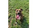 Adopt Kimber a Brown/Chocolate Mixed Breed (Large) / Mixed dog in Winchester