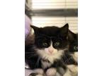 Adopt Susan a Domestic Shorthair / Mixed (short coat) cat in Grand Forks