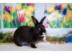 Adopt Milo (bonded To Houdini) a American / Mixed rabbit in Penticton