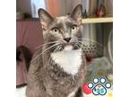 Adopt Juju a Gray or Blue Domestic Shorthair / Mixed cat in Merriam