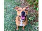 Adopt Theo a Pit Bull Terrier / Mixed dog in Norman, OK (38958155)