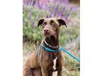Adopt Lucy a Labrador Retriever / Pointer / Mixed dog in Monterey, CA (39044710)