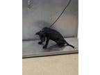 Adopt Thelma a Black Labrador Retriever / Mixed dog in Fort Worth, TX (39055049)