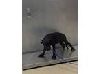 Adopt Louise a Black Labrador Retriever / Mixed dog in Fort Worth, TX (39055044)