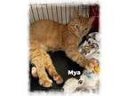 Adopt Mya a Orange or Red (Mostly) Domestic Shorthair / Mixed (short coat) cat