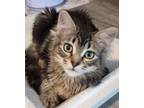 Adopt Biscuit a Brown Tabby Domestic Longhair / Mixed (long coat) cat in