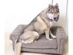 Adopt TREX a Gray/Blue/Silver/Salt & Pepper Siberian Husky / Mixed dog in South