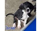 Adopt Israel a Black - with White Great Dane / Mixed dog in Jupiter