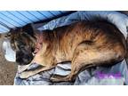 Adopt Harriet a Brindle Great Dane / Mixed dog in Jupiter, FL (39054932)
