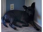 Adopt Argo a Black Labrador Retriever / American Pit Bull Terrier / Mixed dog in