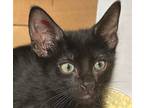 Adopt Makemake a Domestic Shorthair / Mixed cat in Sherwood, OR (39011906)