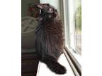 Adopt Soot a All Black Domestic Mediumhair / Domestic Shorthair / Mixed cat in