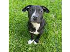 Adopt Lucas Till a American Staffordshire Terrier, Pit Bull Terrier