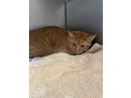 Adopt Pumpkin Eater a Domestic Short Hair