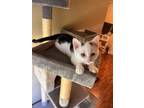 Adopt Whisker Biscuits a Domestic Short Hair