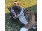 Adopt Freddy a Brindle Mixed Breed (Large) / Mixed dog in Dallas, TX (39054504)