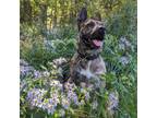 Adopt Treasure a Brindle Mixed Breed (Medium) / Mixed dog in East Smithfield