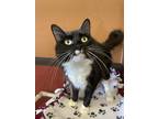 Adopt Morty a All Black Domestic Mediumhair / Domestic Shorthair / Mixed cat in