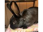 Adopt Oberon (mcas) a New Zealand / Mixed rabbit in Troutdale, OR (38953212)