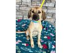 Adopt Daniel a Tan/Yellow/Fawn Hound (Unknown Type) / Terrier (Unknown Type
