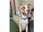 Adopt Eve a Tan/Yellow/Fawn Mixed Breed (Medium) / Mixed dog in Dallas