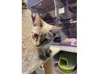 Adopt Sage a Tan or Fawn (Mostly) Domestic Shorthair / Mixed (short coat) cat in