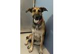 Adopt Boo a Brown/Chocolate German Shepherd Dog / Mixed dog in El Paso