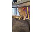 Adopt Thor a Tan or Fawn Domestic Shorthair / Mixed cat in El Paso