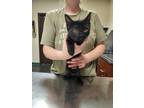 Adopt Strauss a All Black Domestic Shorthair / Domestic Shorthair / Mixed cat in