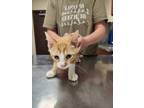 Adopt Beethoven a Orange or Red Domestic Shorthair / Domestic Shorthair / Mixed